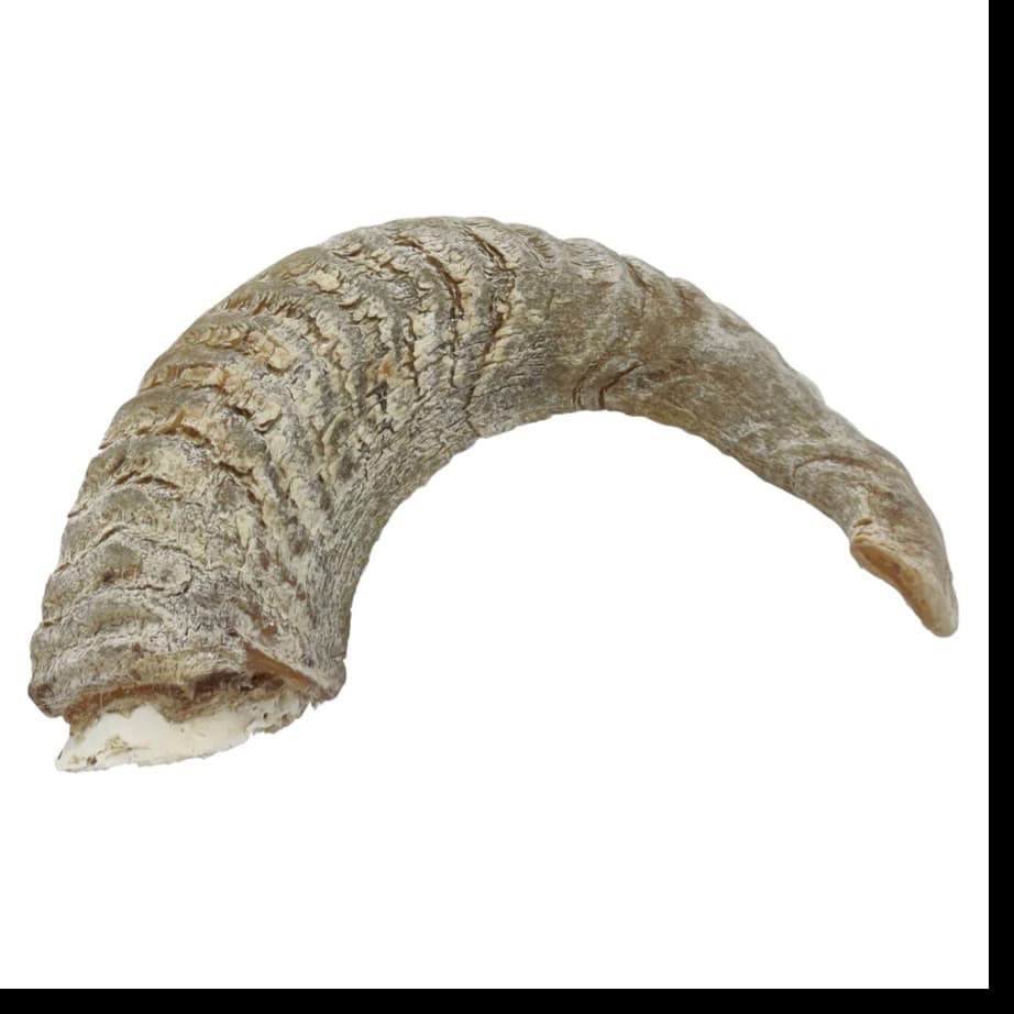 Lamb Horn with Marrow -  L
